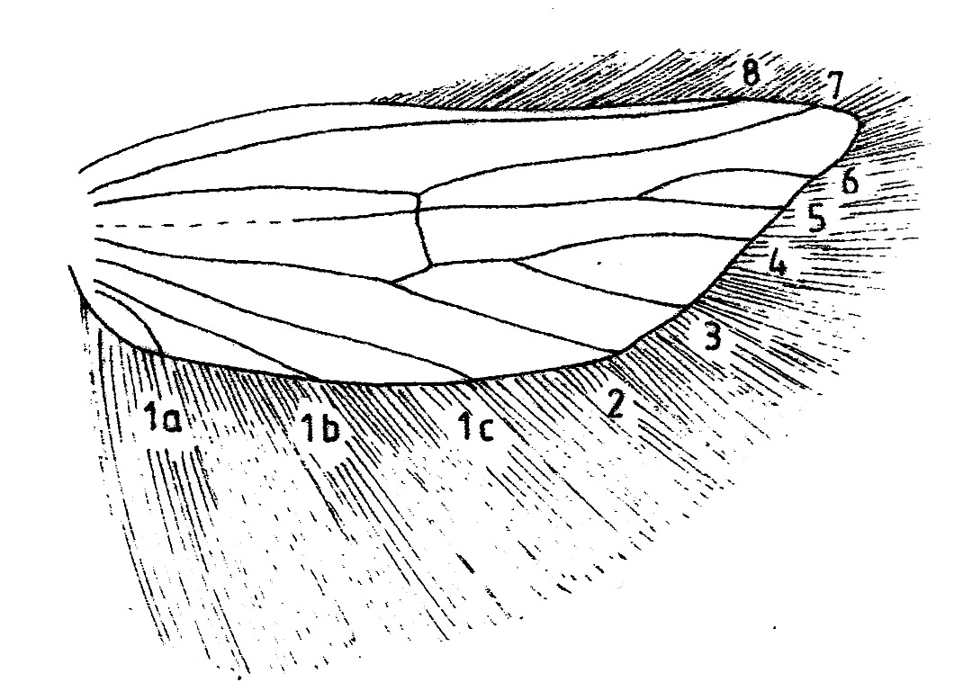 Hindwing with venation and cilia of Acrolepiopsis assectella (Plutellidae).